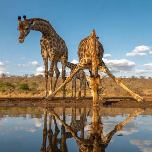 Giraffe bij drinkplaats