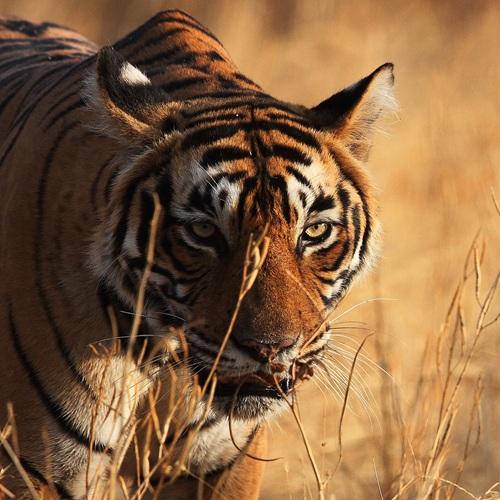 Tijger in Ranthambore Nationaal Park