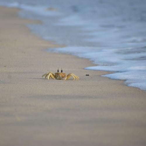 Krab op strand Hua Hin