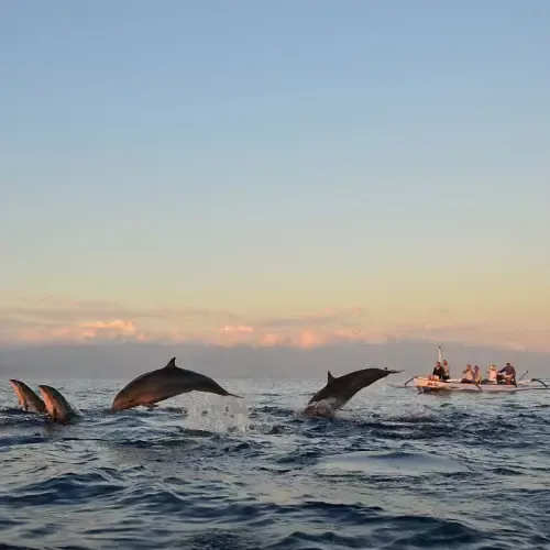 Dolfijnen spotten in Lovina