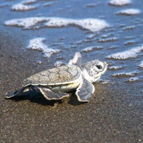 Tortuguero Nationaal Park