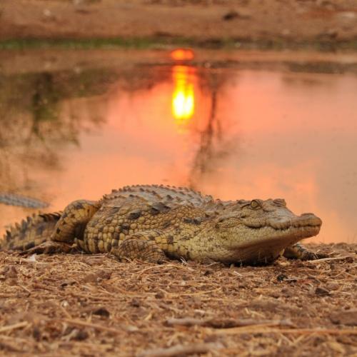 Krokodil in de rivier