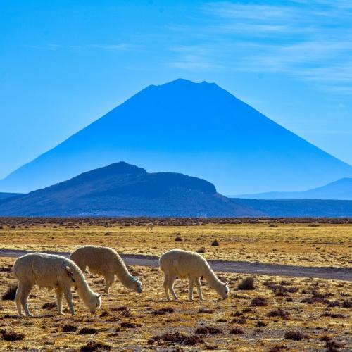 Alpacas bij Misti vulkaan nabij Arequipa