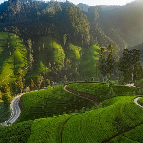 Sri Lanka, Theeplantage