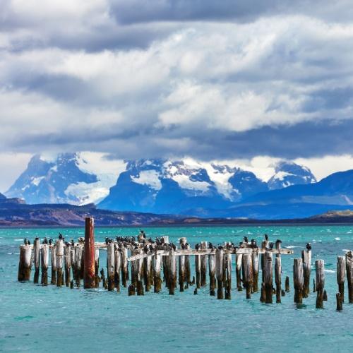 Kolonie van Keizeraalscholvers in Puerto Natales