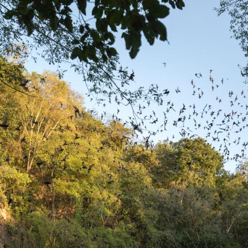 Bats Volcano