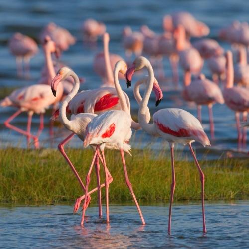Flamingo's bij Nakurumeer
