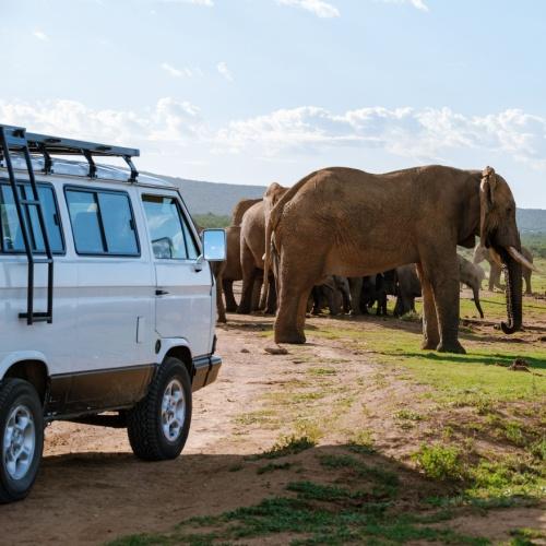 Olifanten in Addo Nationaal Park