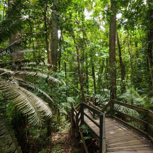 Regenwoud bij Cape Tribulation