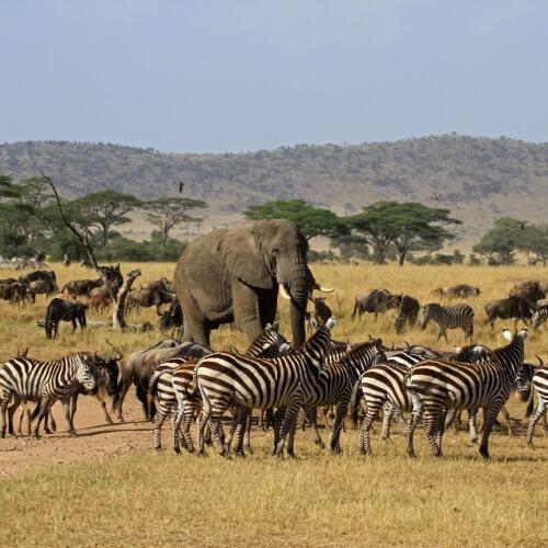 Serengeti, Zebra's