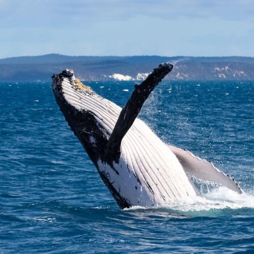 Een walvis bij Hervey Bay
