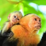 Witgezichtkapucijnaap in Manuel Antonio Nationaal Park