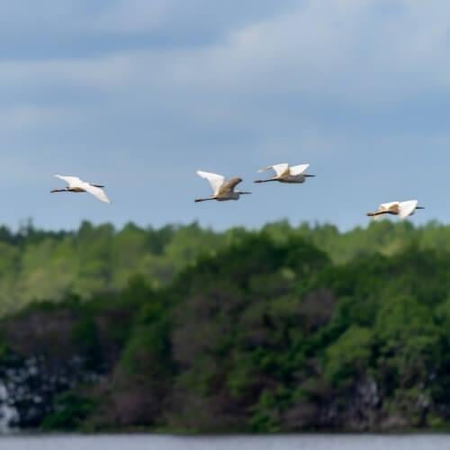 Sneeuwzilverreiger, Suriname