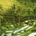 UBUD