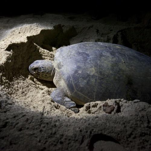Cherating, zeeschildpad
