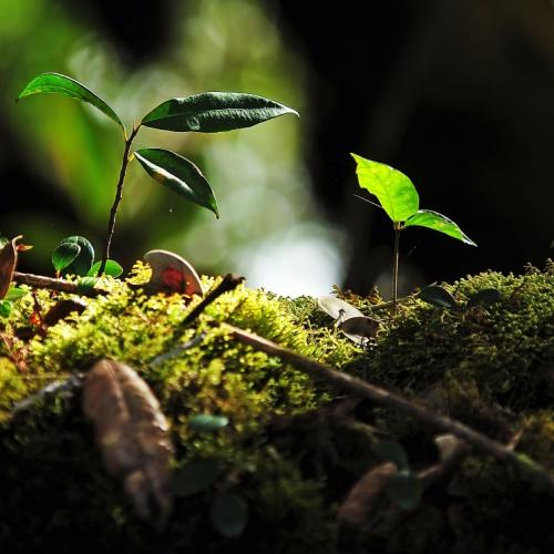 Mossy Forest bij Gunung Brinchang