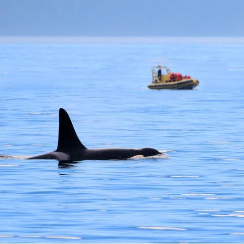 Whale watching Victoria