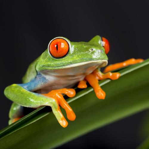 Tortuguero
