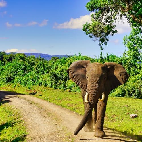 Olifant in Aberdares Nationaal Park