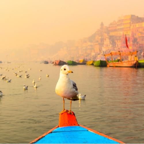 Varanasi met meeuw