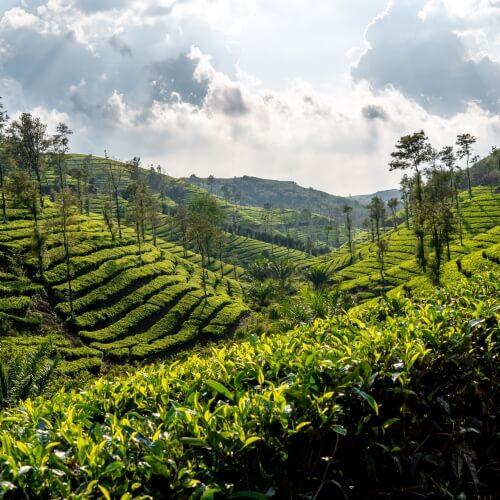 Nuwara Eliya
