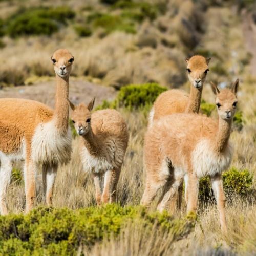 Wilde schattige vicuñas