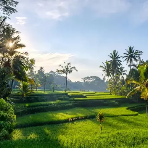 Rijstterrassen in Bali