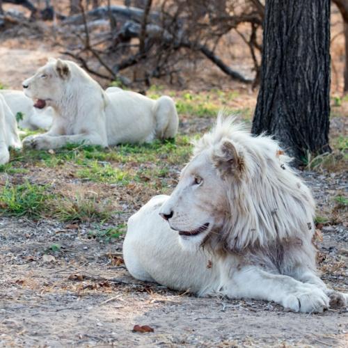 Witte leeuw in game reserve in Hazyview