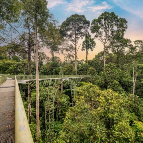 Groene natuur in Sepilok
