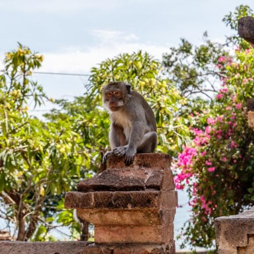 Aap bij Pulaki Tempel