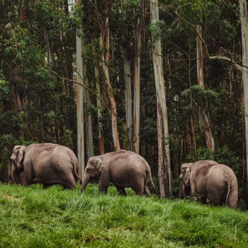 Olifanten in Periyar Nationaal Park