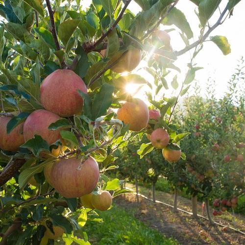 Appel Boomgaard Okanagan Valley