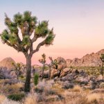 Joshua Tree NP