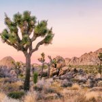 Joshua Tree Nationaal Park