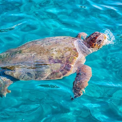Zakynthos, caretta-caretta schildpad
