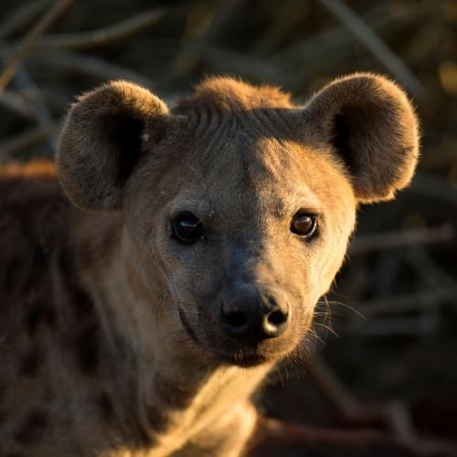 Hyena Namib-Naukluft
