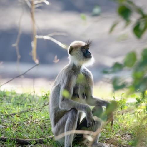Yala Nationaal Park, aapje
