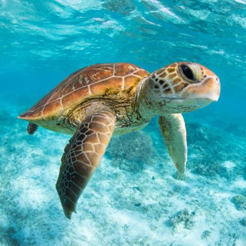 Zeeschildpad Great Barrier Reef