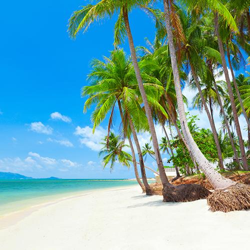 Palmbomen op het strand van Koh Samui