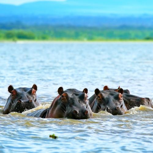 Nijlpaarden in Naivashameer