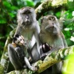 Apen in het Taman Negara Nationaal Park