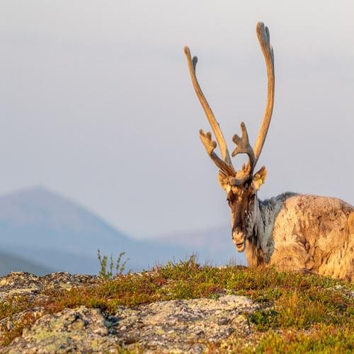 Rendier in Urho Kekkonen Nationaal Park