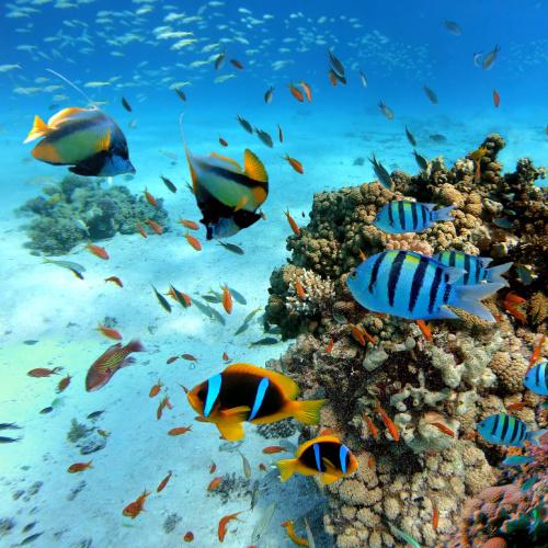 Onderwaterwereld van de Rode Zee