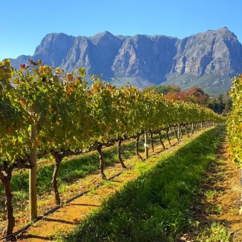 Wijngaarden in Stellenbosch