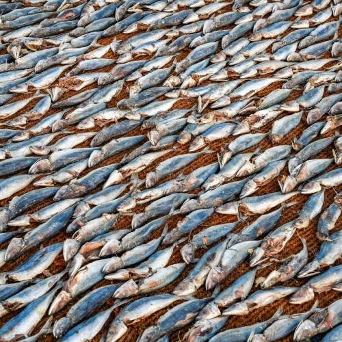Gedroogde vis op de vismarkt van Negombo