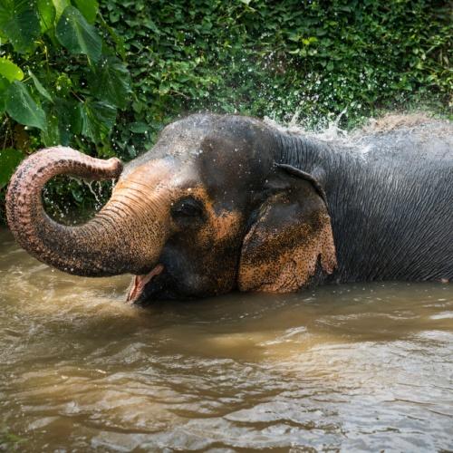 Phuket olifant