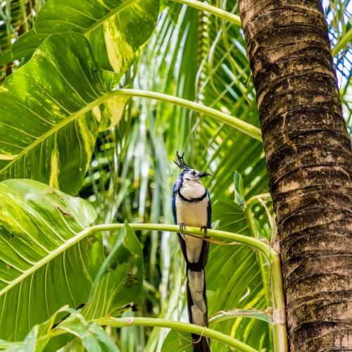 Ekstergaai op het eiland Ometepe