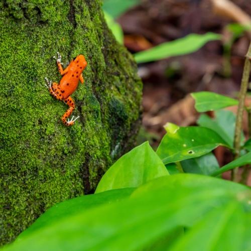Red Frog Beach