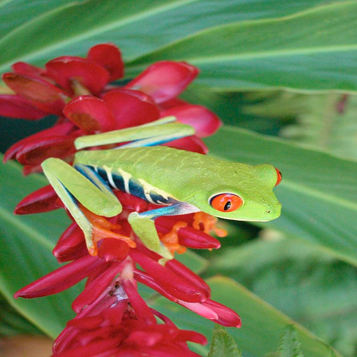 Tortuguero