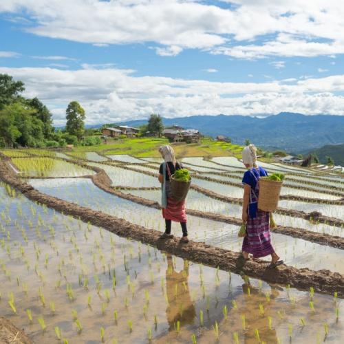Platteland Chiang Mai